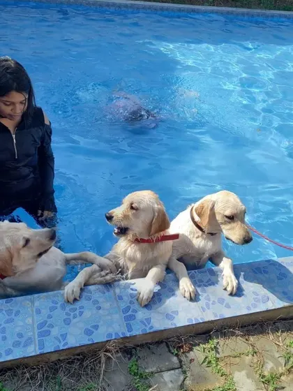 A pet parent guides her three Labradors during their swim session. Having family in the water provides comfort and encouragement, turning a simple swim into a shared activity.