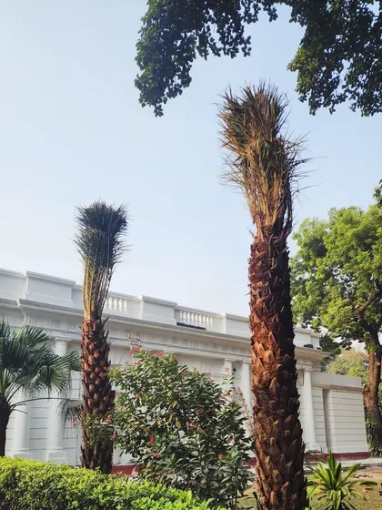 A closer look at the newly planted Date Palms against the backdrop of a classic Lutyens' Delhi bungalow, a perfect blend of nature and heritage.
