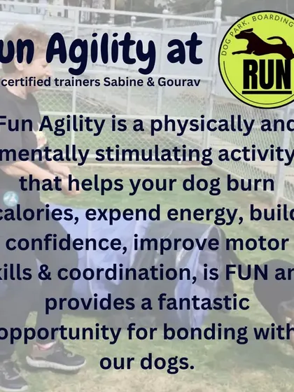 This is a fantastic activity for both physical and mental stimulation. It helps burn calories, improves coordination, and is a great way to have fun with your dog.