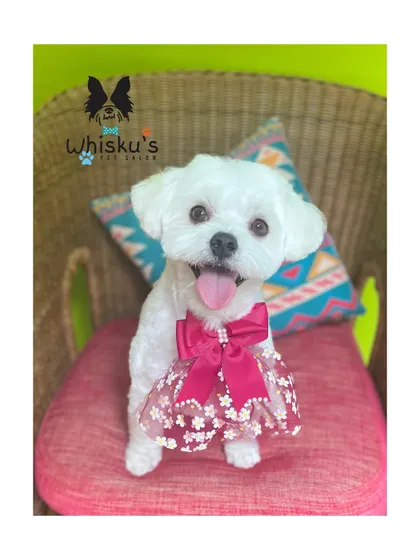 Chimpu the Maltese looking absolutely precious after her grooming. The round, fluffy face cut is a popular style for this breed.
