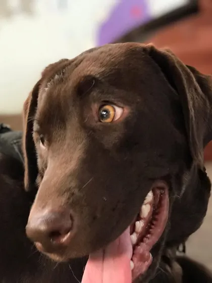 We recently had a small party to celebrate a client dog's birthday. Even with cake, snacks, and many dogs in a small space, everyone was wonderfully behaved. This is a testament to the hard work and consistency of their families.