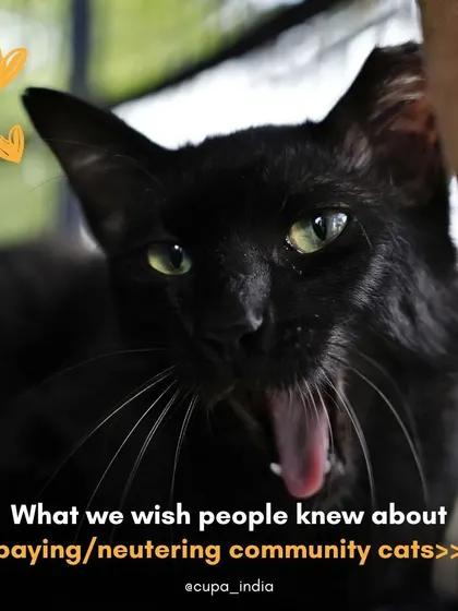 We wish everyone knew the full benefits of spaying and neutering community cats. It's not just about population control; it's about health, safety, and peaceful coexistence.