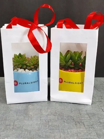 Our corporate gifts come beautifully packaged and ready to distribute. Here are two succulent gifts for Pluralsight, presented in white gift bags with a window and a red ribbon handle.