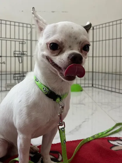Teddy the Chihuahua came to us for day care and was not comfortable around other dogs. We gave him his own private room with a dedicated handler to ensure he felt safe and secure throughout his stay.
