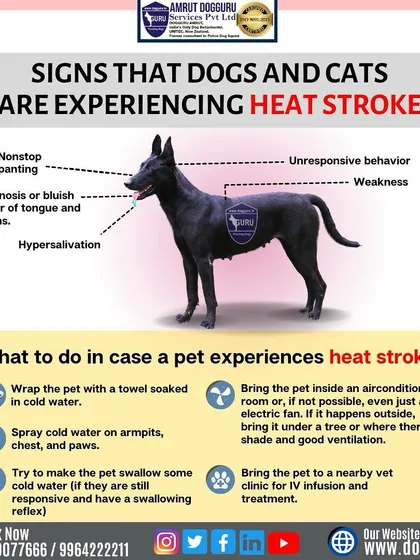Heatstroke is a serious danger for dogs. This infographic shows the key signs to watch for, such as non-stop panting and weakness, and explains the immediate steps you should take to cool your pet down and seek veterinary help.