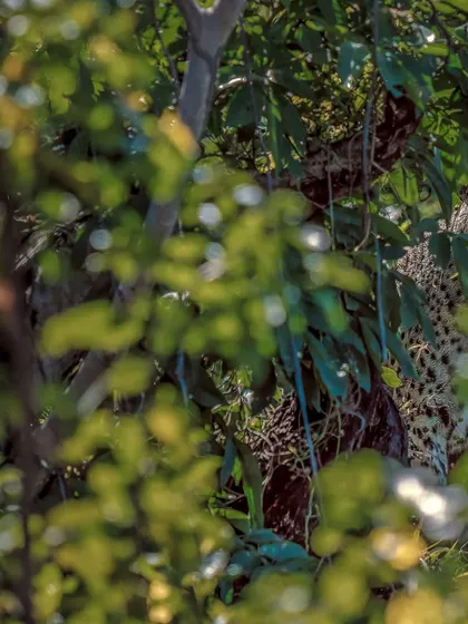 A ghost in the woods. Jaguars are masters of camouflage, and spotting this one hiding in the dense Pantanal forest was a thrilling moment.