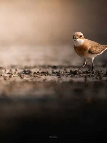 A Sand Plover takes a step, its motion frozen in time, showcasing the grace of these small shorebirds.