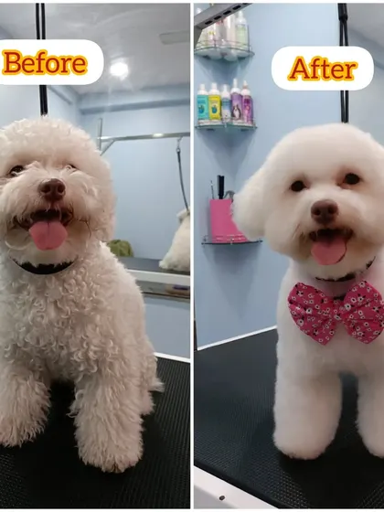 Sugar the Poodle's before and after. We took her from curly and a bit unruly to perfectly coiffed and stylish.