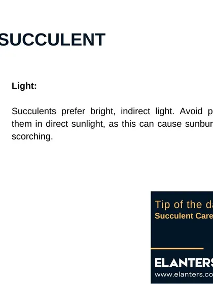 Succulent Care Part 2: Light. They prefer bright, indirect light. Too much direct sun can cause sunburn, so be careful with placement.