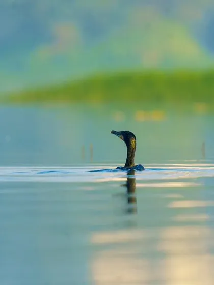 A Great Cormorant swims in misty, atmospheric conditions, creating a soft and painterly image.