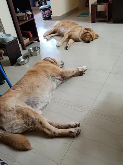 After a fun day, it's time for a well-deserved rest. Here are two of our Golden Retriever guests enjoying a peaceful nap in the living room.