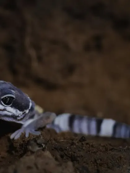 The monsoon brings out some of the region's most secretive creatures, like this stunningly patterned Leopard Gecko. Our herping walks are timed perfectly to give you the best chance of spotting these rare reptiles and amphibians.