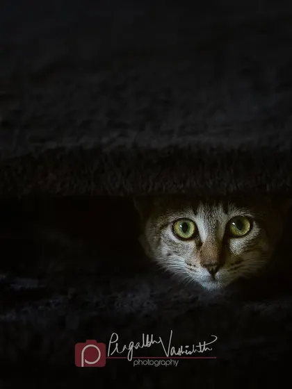 A cat peeking out from the darkness of its carrier. The light catches its eyes, creating a mysterious and compelling portrait.