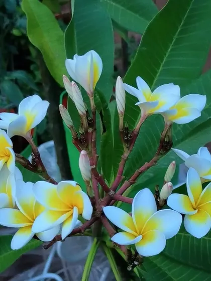 The classic, fragrant Plumeria or Frangipani flower. We have these available at PlantScape, perfect for a tropical-themed garden.