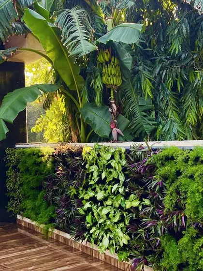 A vertical garden and banana tree at a villa entrance in Faridabad, creating a lush, tropical welcome.