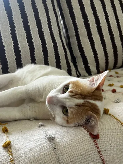 A relaxed cat is a happy cat. Seeing a feline friend so calm and comfortable on their own couch is the best reward. I understand that cats need their space and I always approach them with patience, allowing them to feel secure in their own territory while I'm there to care for them.