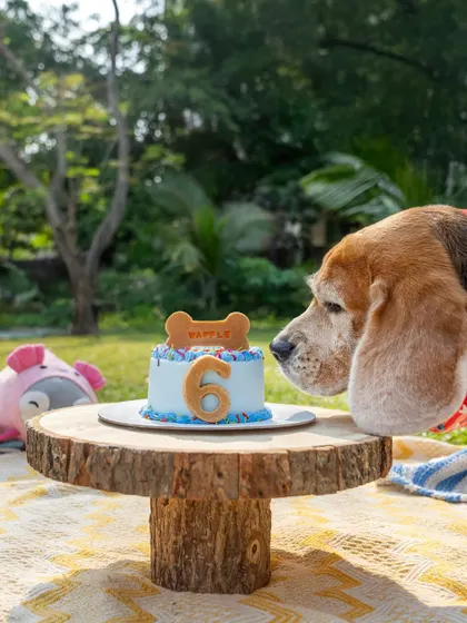 Waffle the Beagle eyeing his 6th birthday cake. The anticipation in this shot is priceless. I love capturing these little moments that tell a bigger story.