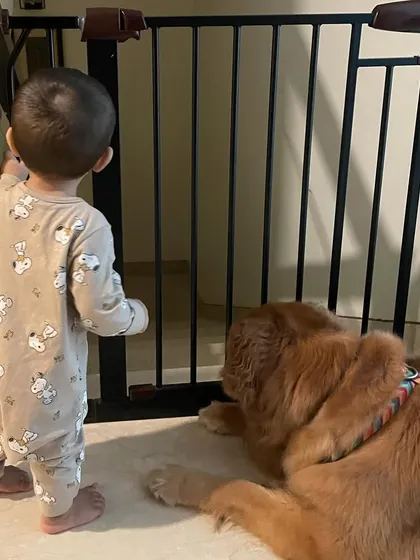A baby gate is more than just a barrier; it's a tool for peace. It allows for safe, supervised separation, ensuring my dog has her own space and my child is safe, especially when I can't be watching them every second.