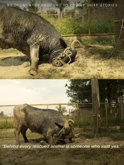 "Behind every rescued animal is someone who said yes." This moving image shows a rescued buffalo, a reminder that our mission extends to all animals in need of compassion and a second chance at life.