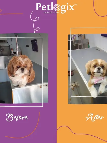 Who needs a fairy godmother when you have a skilled groomer? This stunning before and after shows the magic of a professional touch.