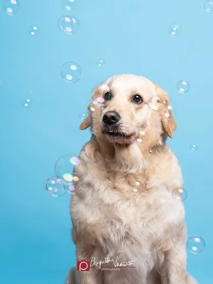 Another moment from the bubble session, with the dog looking slightly bewildered but intrigued. These are the quirky, unscripted moments I love to capture.