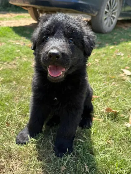 A beautiful, solid black GSD puppy from the "Wolf Pack" litter. We breed for both physical prowess and a social, stable mind. This pup shows the alertness and engagement we look for.
