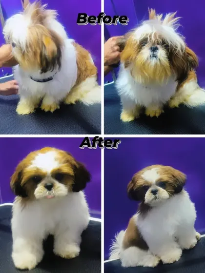 Luna's before and after. We gave her a cute puppy cut that is perfect for keeping her cool and tangle-free.