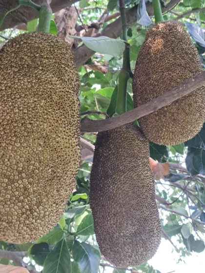 A cluster of three jackfruits. This shows the potential yield from a healthy, well-maintained tree.