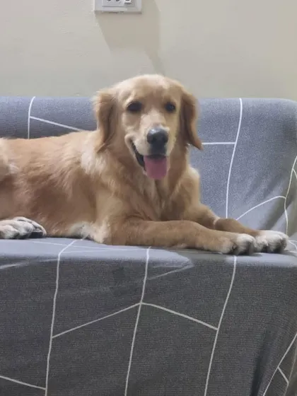 Goldy relaxing on the couch. After recovering from tick fever and the trauma of abandonment, she is finally at peace.