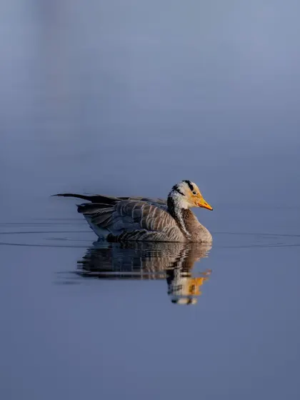 A Bar-headed Goose, known for its incredible high-altitude migration over the Himalayas, swims peacefully. The calm water creates a perfect mirror reflection.
