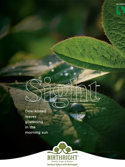 The sense of sight. There is nothing more beautiful than dew-kissed leaves glistening in the morning sun. It's these small moments that connect us to nature.