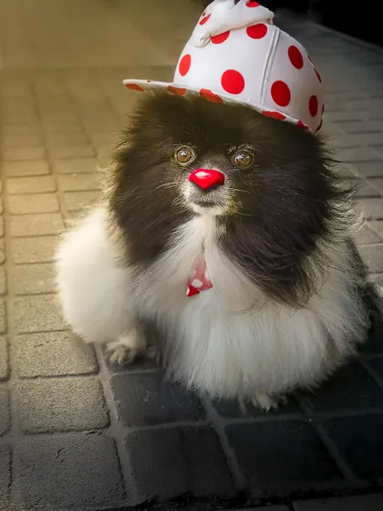 A playful clown-themed portrait of a fluffy Pomeranian. These AI-assisted edits are a fun way to explore creative ideas without stressing the pet.