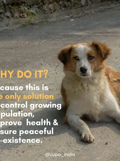 Why do we dedicate ourselves to this work? Because sterilization is the only proven, humane solution to control growing populations, improve animal health, and ensure people and dogs can live together peacefully.