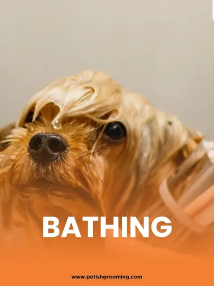 A close-up of bath time. I use high-quality, pet-safe shampoos to gently cleanse the coat, ensuring your pet gets a deep clean without any skin irritation.