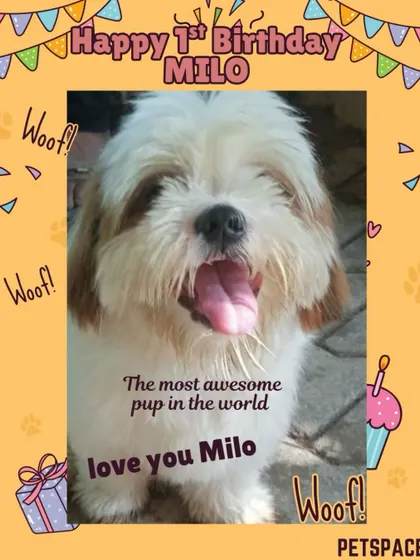 Every birthday is a big deal here! We celebrated little Milo’s first birthday with all the love, cuddles, and special treats a pup could wish for. It’s our way of making each dog feel like the most important pup in the world.