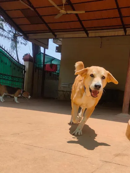 A happy dog mid-trot, bringing joy and energy to the start of a new year.