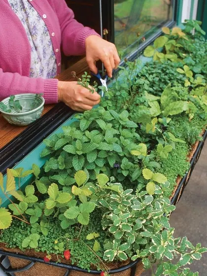 A window box is a perfect way to grow your own culinary herbs, even with limited space. I can help you design and plant a window garden with herbs like mint, parsley, and more.