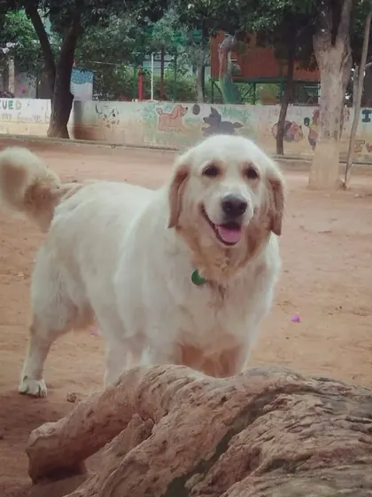 This handsome Golden Retriever, Bolt, is one of our long-term residents, pictured here enjoying the yard.