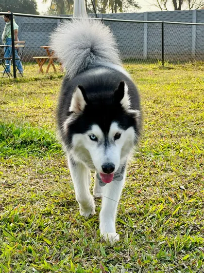 The focused gaze of a husky on the move. We love capturing the unique personalities of our guests.