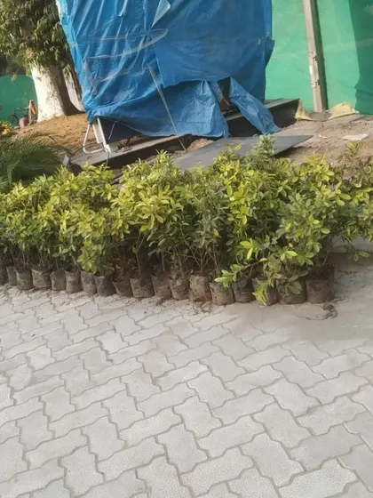 A batch of healthy Ficus plants ready for a government landscaping project. We ensure all plants are robust and of high quality before they are sent to the site for planting.