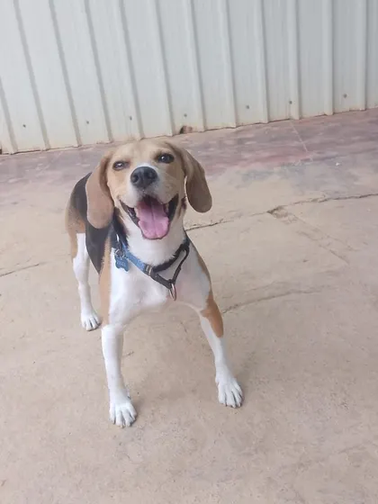 This smiling Beagle is the picture of a happy boarder. Our goal is to make every dog feel this joyful and relaxed.