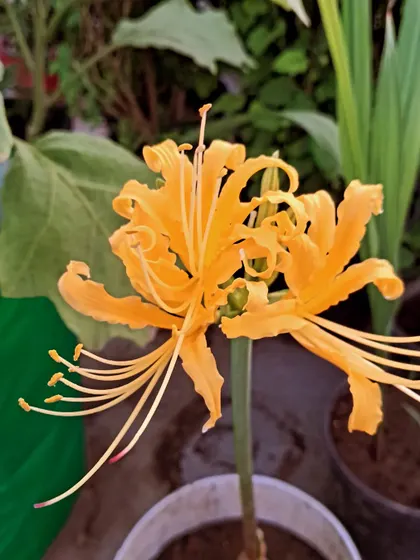A close-up of the Lycoris Lily in a pot.