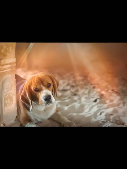 An AI-generated image of Scamp in a dramatic, sandy ruin, looking like the hero of an adventure movie.