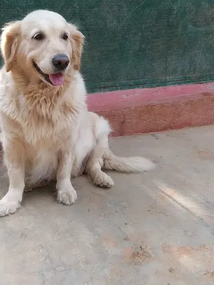 Candy, another one of our beloved long-term Golden Retrievers, looking happy and content.