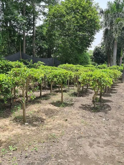 A view of my Ficus topiary stock. I have many of these available in various sizes, perfect for creating uniform, repeated patterns in a landscape design.