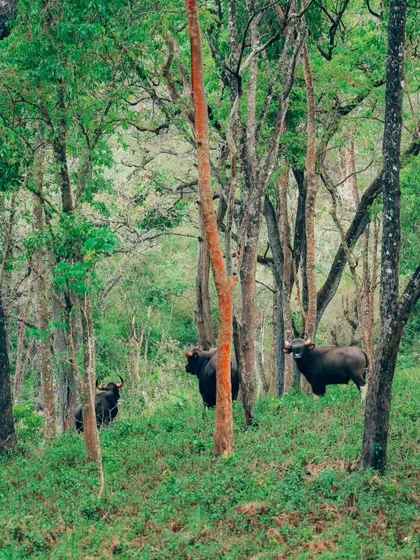 A family of Indian Gaurs looking up from amidst the trees. This shot provides a sense of their social structure and their awareness of their surroundings. This is a duplicate of ID 73.