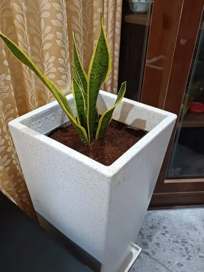 The Snake Plant, or Sansevieria, is one of the most popular indoor plants for its hardiness and air-purifying qualities. Here it is in a modern, speckled white tapered planter.