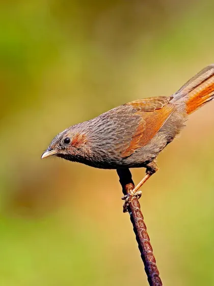 A Streaked Laughingthrush balances on a thin, rusty metal bar. The contrast between the natural bird and the man-made perch creates an interesting visual story.