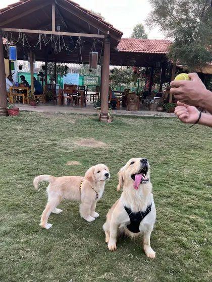 Two dogs, one adult and one puppy, eagerly await the throw of a ball in our grassy play area, with the cafe visible behind them.