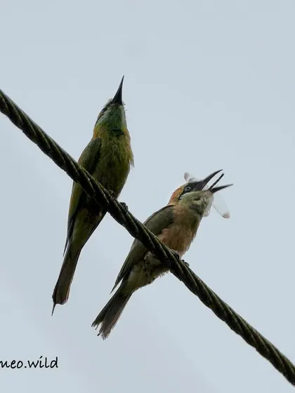 A Green Bee-eater with its catch, a white butterfly. Capturing these moments of a successful hunt requires quick timing and a bit of luck.